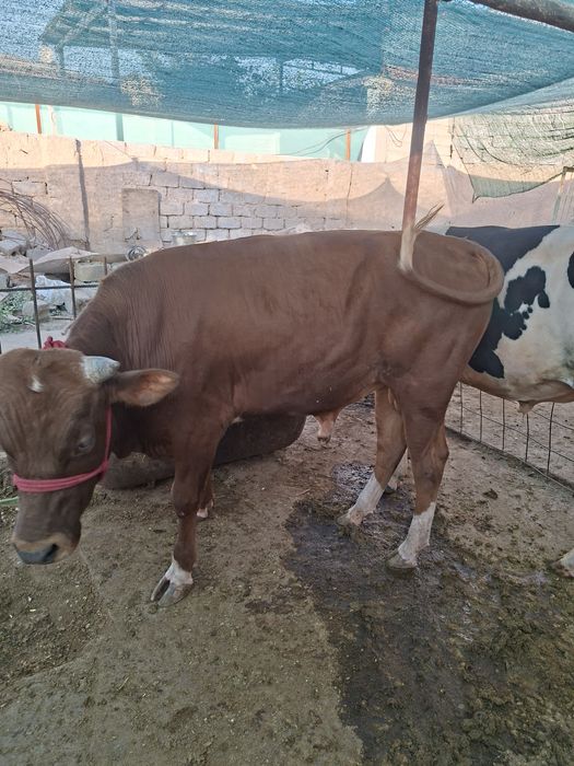 Buqalar sotiladi