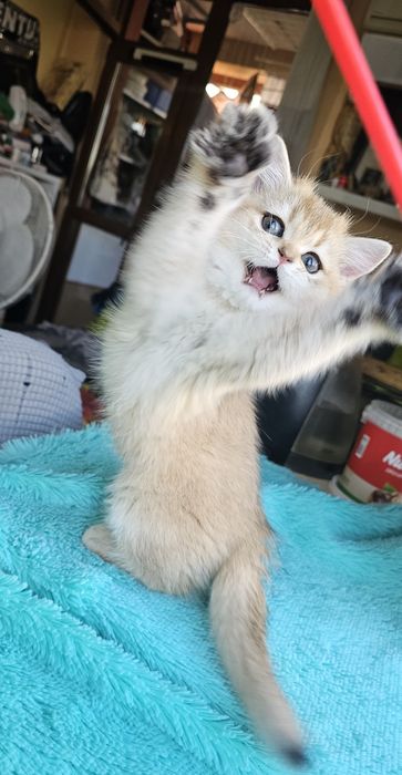 Британски котенца