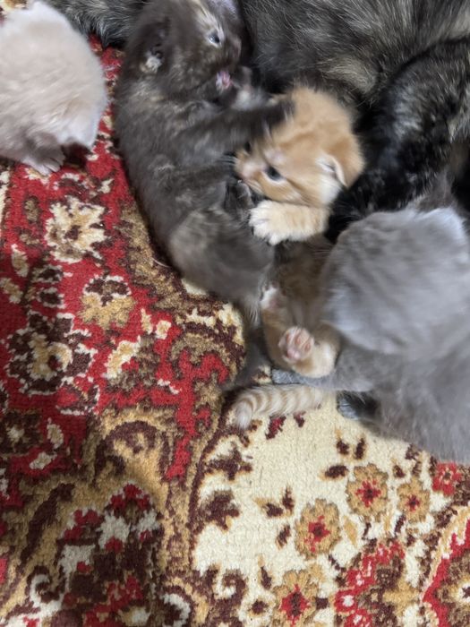 Продаются замечательные котята