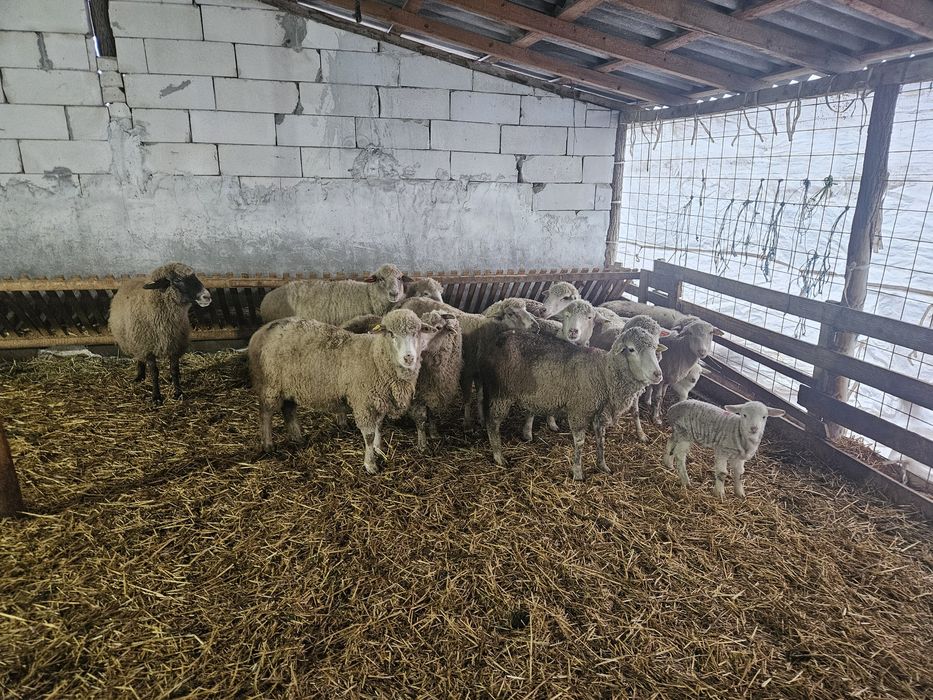 Oi  gestante de vanzare