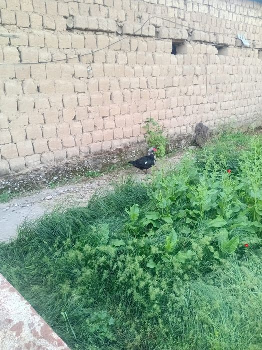 Продам индоутки селезень