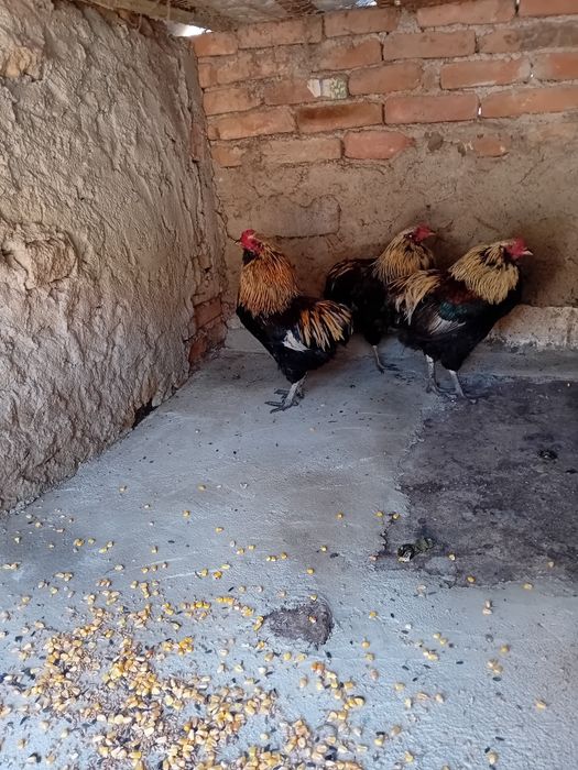 Cocosi araucana  tineri