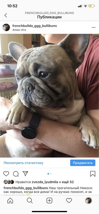 Французский бульдог Вязка