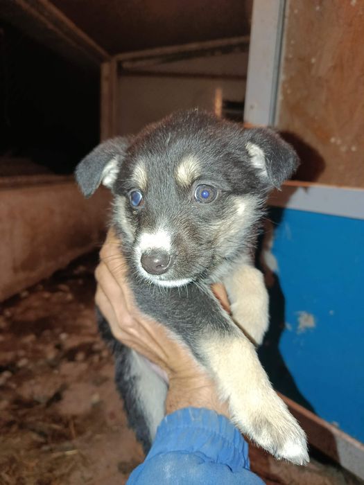 Щенки немецкой овчарки