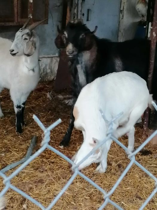 Продавам три кози