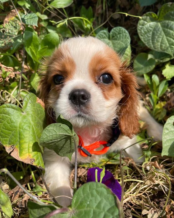 Кавалер кинг чарльз спаниель