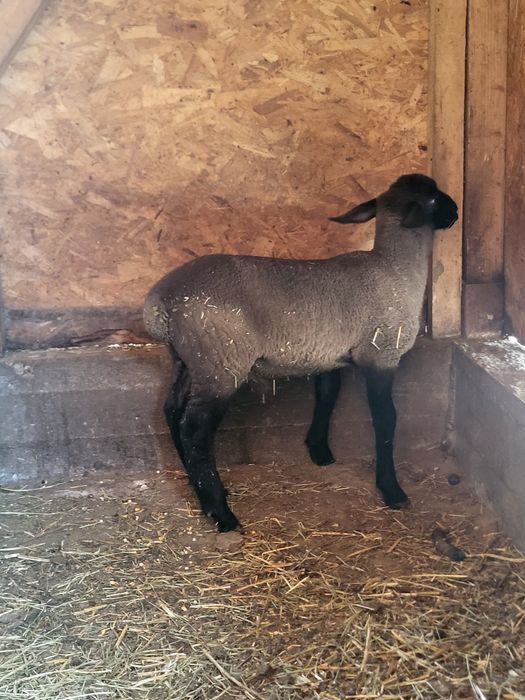 Vând 2 miei de 2 luni