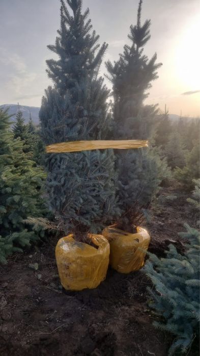 Голубые ели, Зеленые ели, Моржевкльник