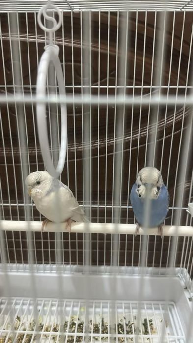 Продаются попугаи