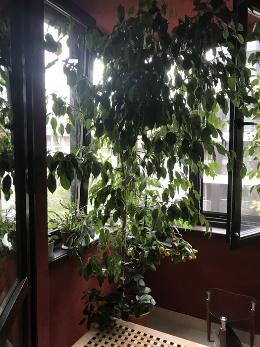 фикус Бенджамин висок 220 см