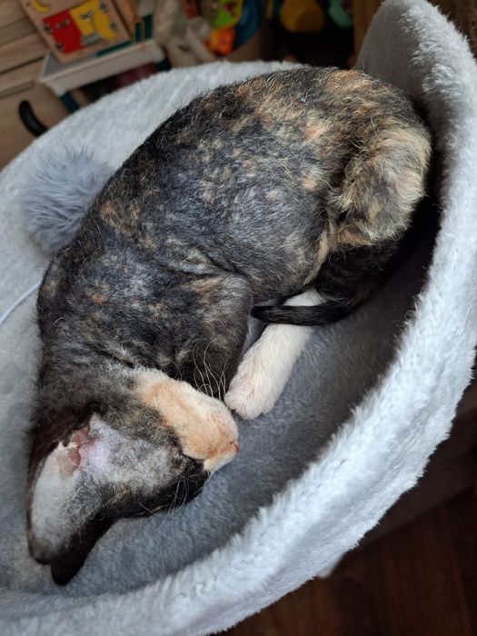 Вязка. Ищем котика для кошечки.