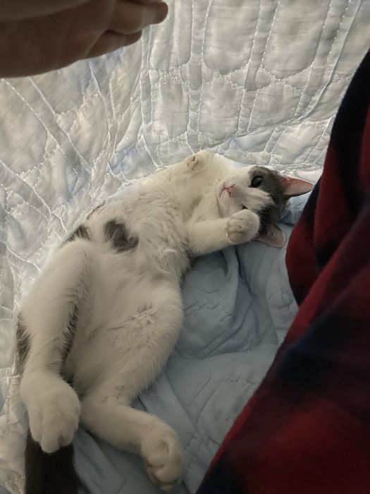 Дом для кота Гэндальфа