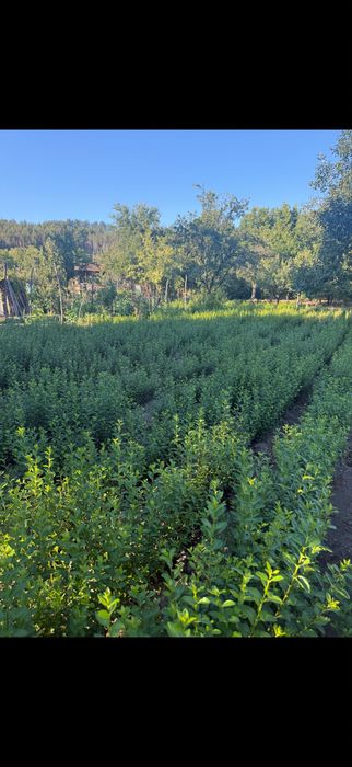 Лигуструм - височина средно 0,60 см