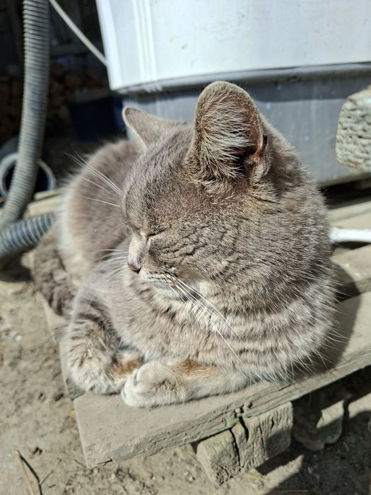 Pisica pentru adopție