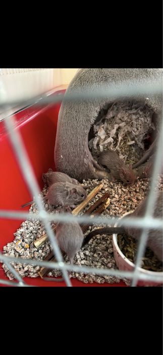 Клетка за чинчила,хамстер,дегу