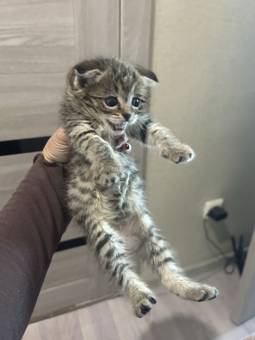 Котенок скоттиш страйт
