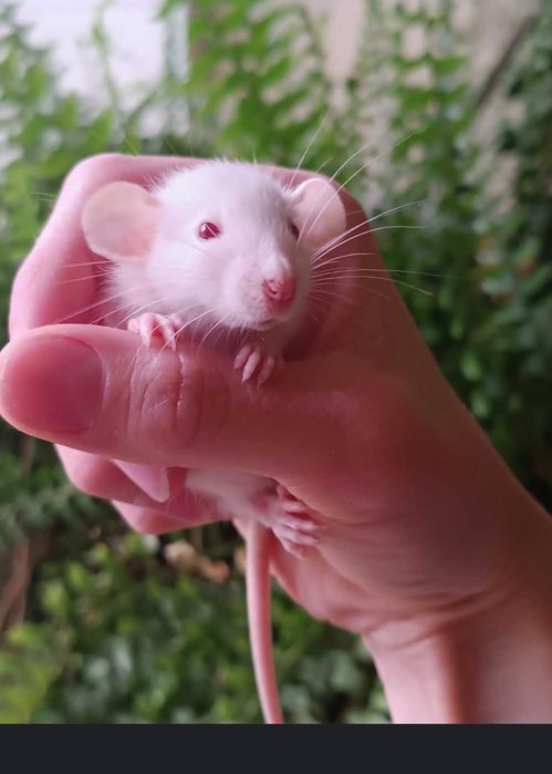 Продам крысят дамбо