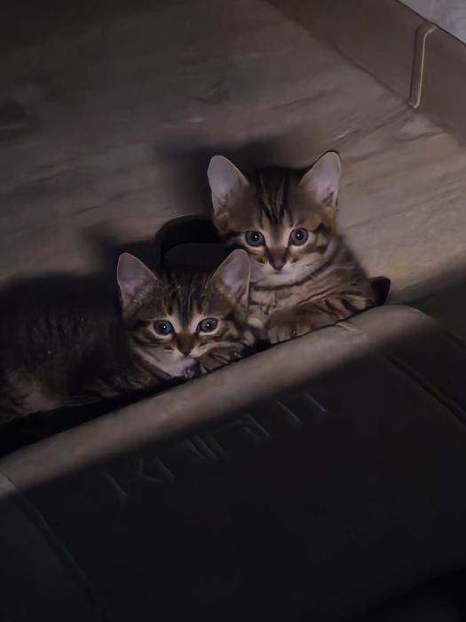 Котенок в добрые руки