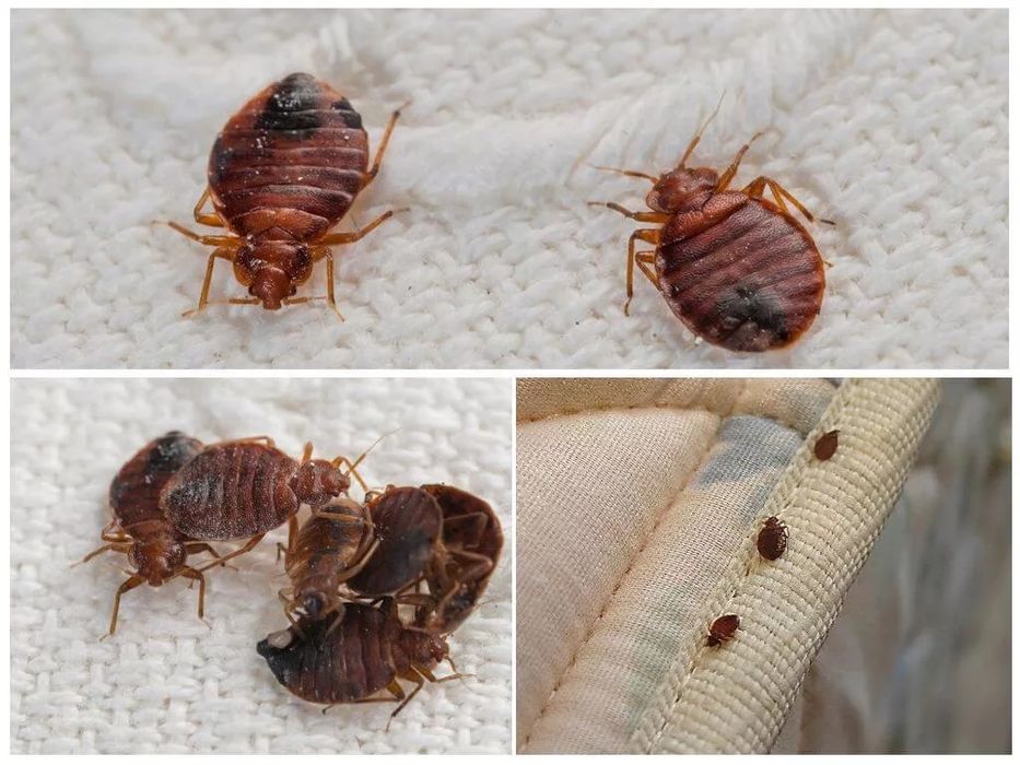 Dezinfeksiya дезинфекция дезинфекция