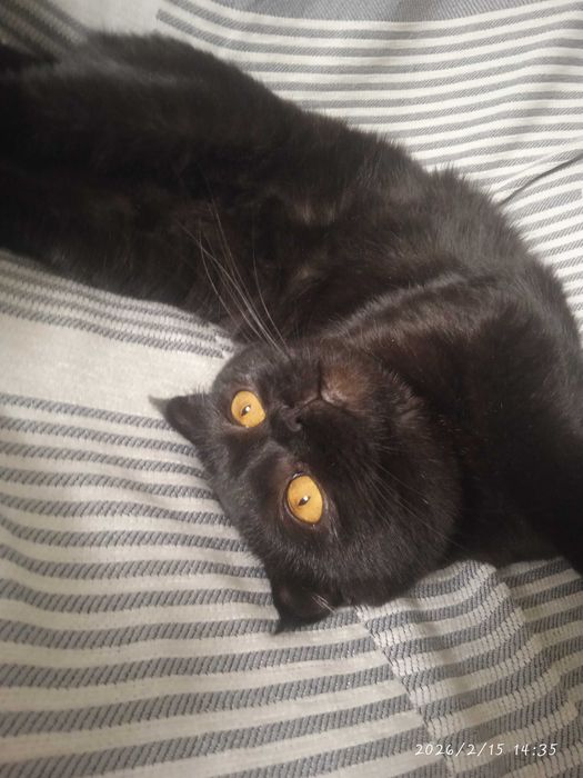 Скотиш фолд шотландский вислоухий кот