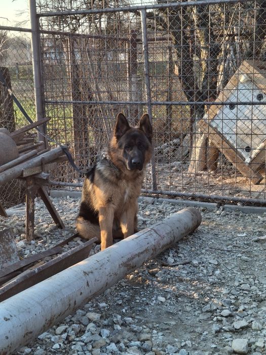 Ciobănesc German in TG-JIU