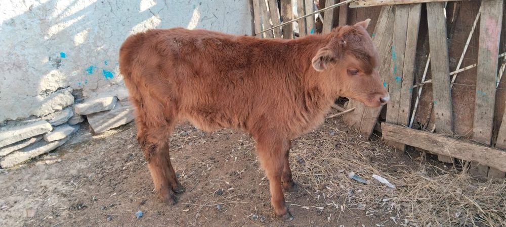 2 айлық еркек бұзаулар сатылады