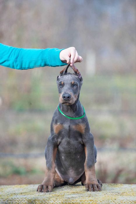 Щенки добермана купированные