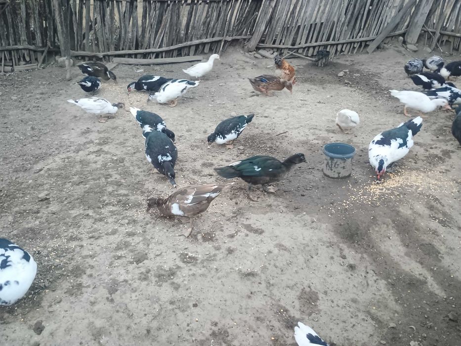Rate mute și rate macaitoare