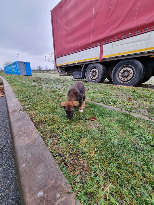 Donez catel  metis Ciobanesc Belgian Malinois