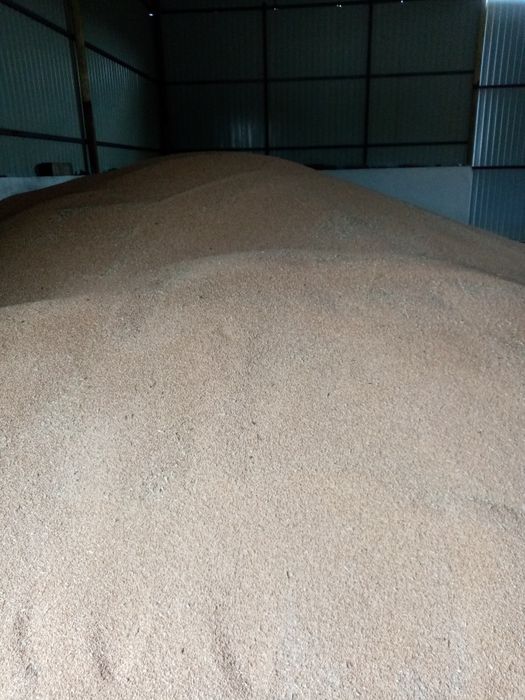 Vând porumb boabe an 2025