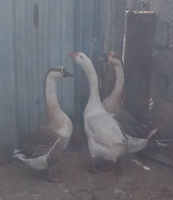 Продам Гусаков ...