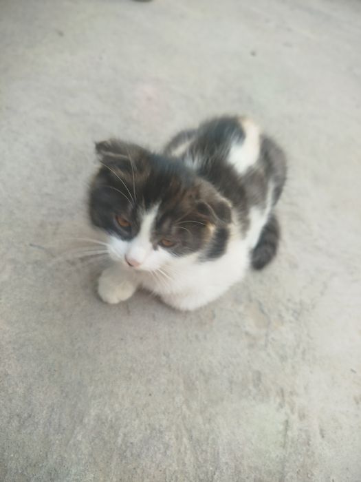 Mushuk bolasi 2oylik