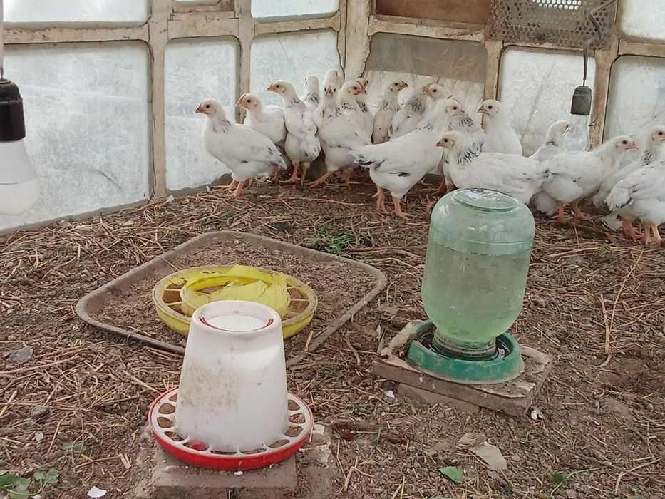 Балапандар пародалы