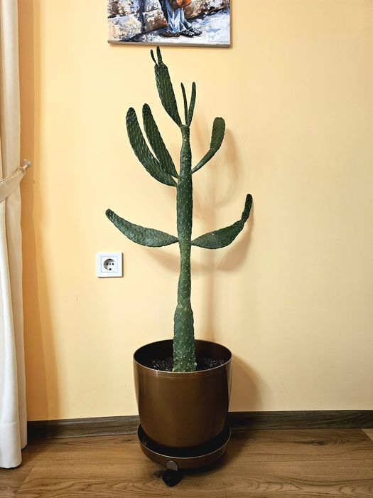 Продавам прекрасни стайни кактусии сансевиерия