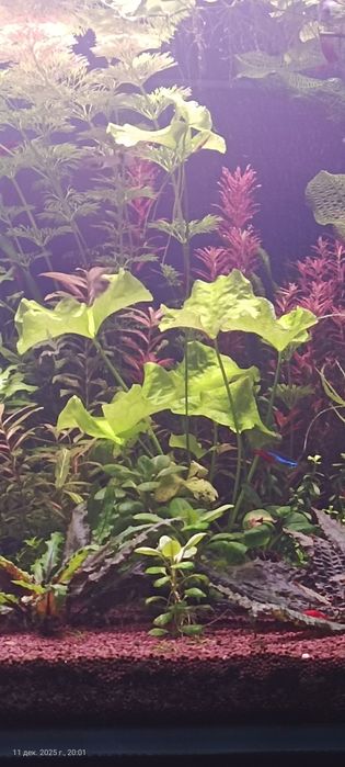 Растения для аквариума