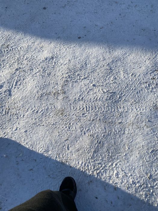 Крупный тюльпан в вашем городе самый крупный в казахстане