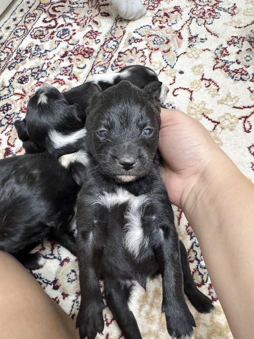 Щеночки звоночки.