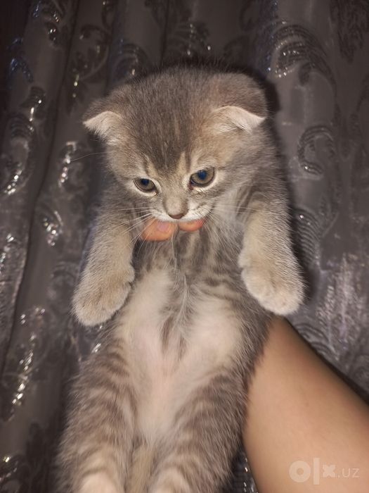 Scottish Fold, Scottish Straight