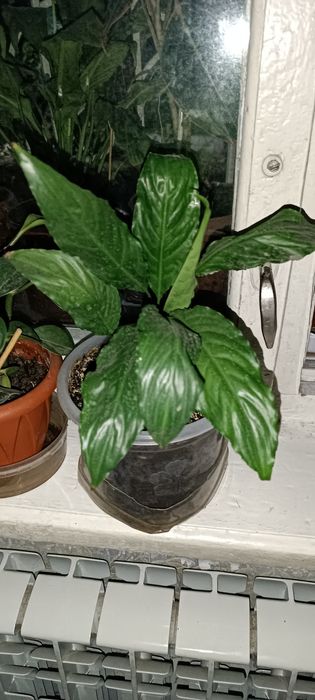 Продам цветы: Женское счастье