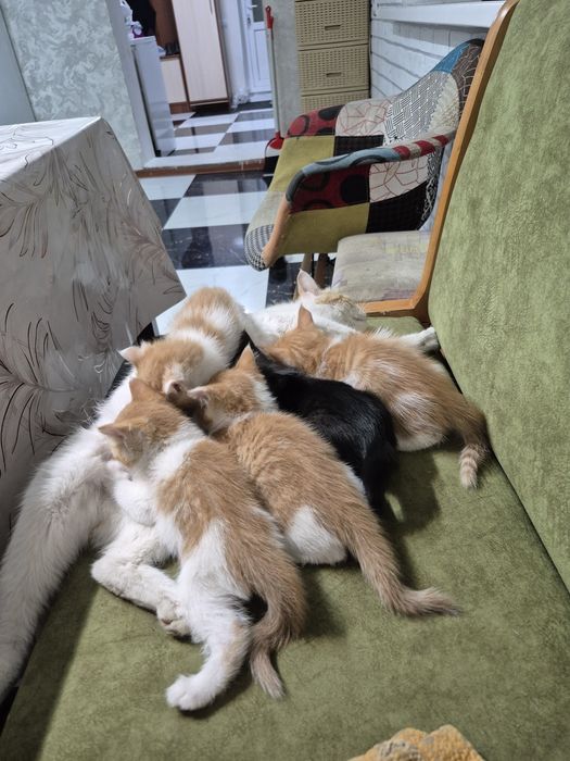 Отдам котят в добрые руки