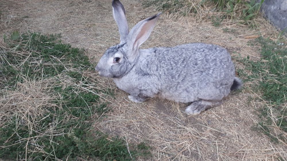 Продам  кроликов