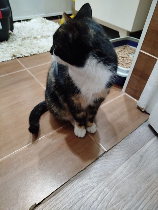 Трёхцветная красавица