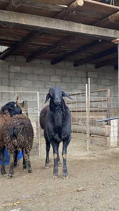 1жасар қошқарлар бар