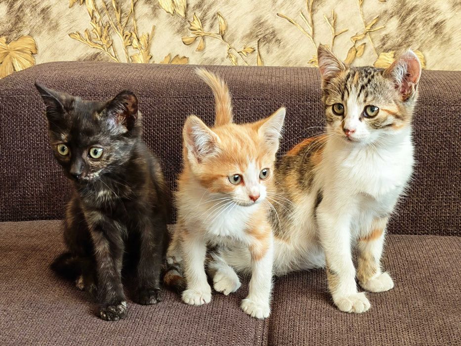 Подарявам котенца на 2 месеца + Пакет храна за 1 месец