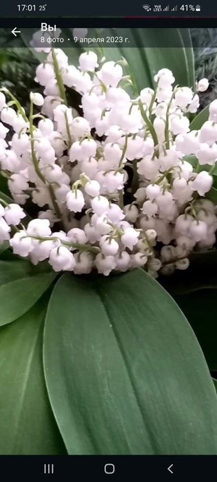 Букеты Ландышей Цветы