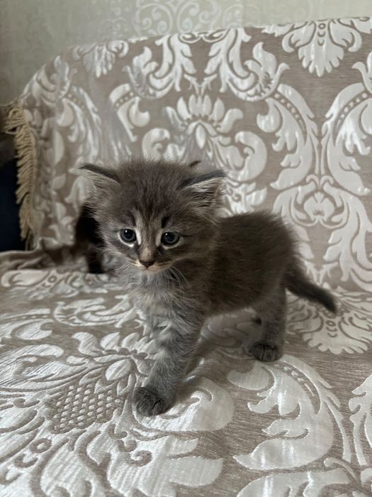 Отдам котят бесплатно