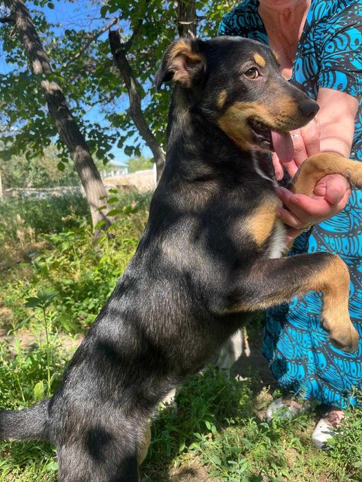 Стеризованные собаки