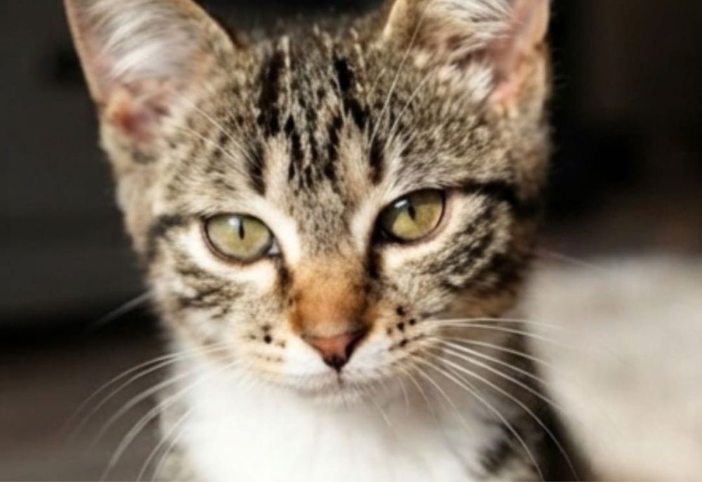Котенок ищет любящих хозяев
