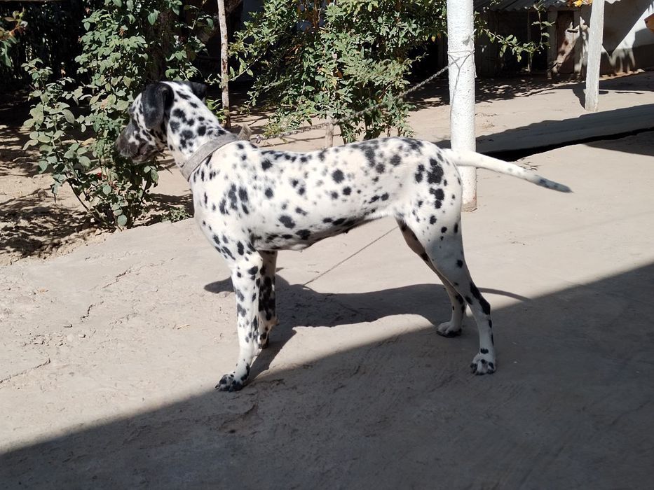 Далматин лақабли зоттор кучук сотилади.