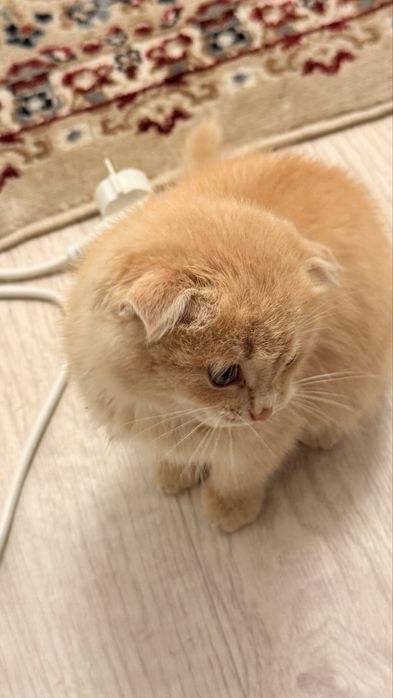 Кошка вислоухая